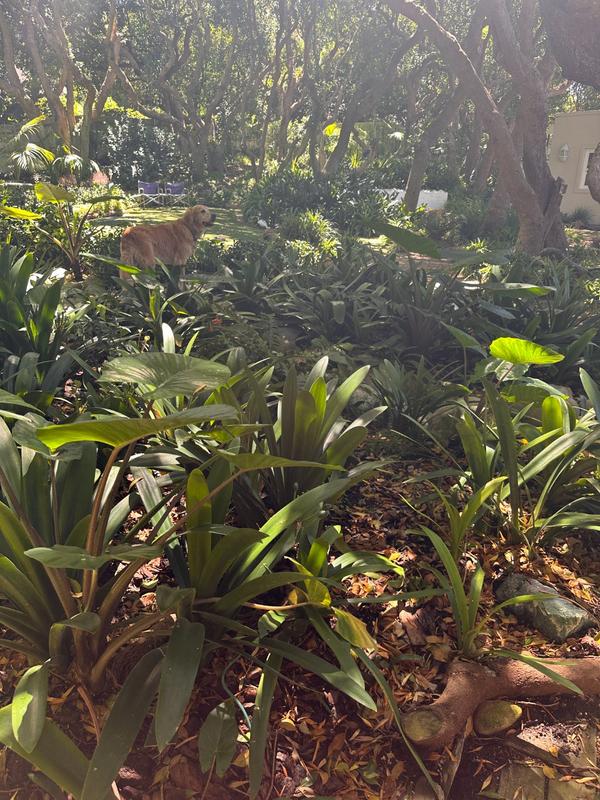 To Let 0 Bedroom Property for Rent in Chapman